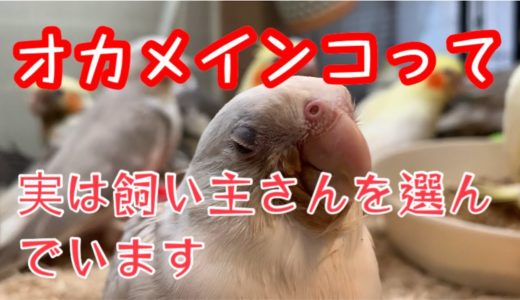 オカメインコって実は飼い主さんを選んでいます＃オカメインコ＃Cocktail