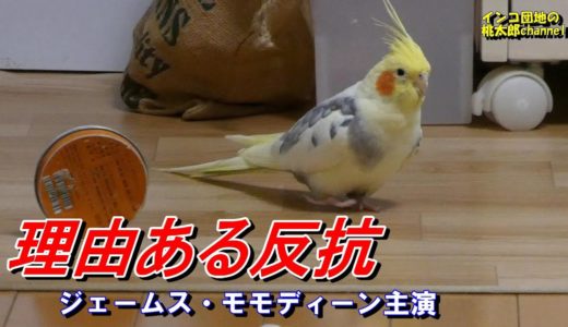 エサ台が気に入らない‼オカメインコの反抗！　オカメインコ桃太郎