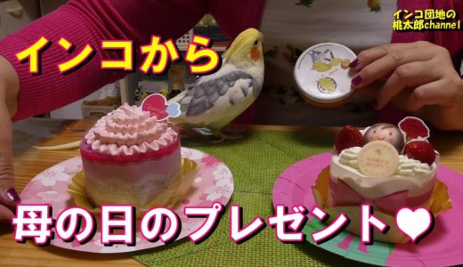 インコ達からの母の日プレゼントが嬉しい^^♪　オカメインコ桃太郎