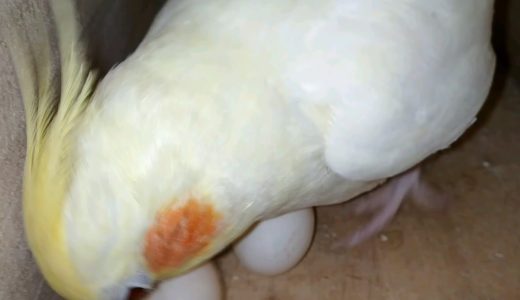 Cockatiel laid eggs for the First time in the Nest Box #ParrotWorld
