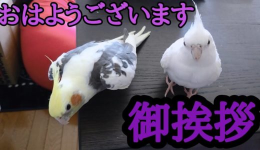 朝のおはようのご挨拶オカメインコのむぎとおもち