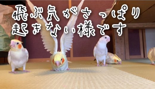 [オカメインコ　さっぱり飛ぶ気がないようです＃オカメインコ＃初飛行＃生後1か月