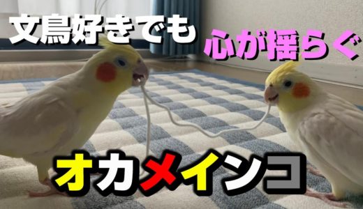 オカメインコが飼いたくなる動画を友人よりいただきました