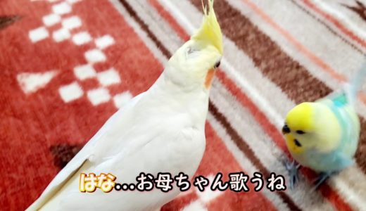 【オカメインコ】はな12才になりました。　pinohanakara