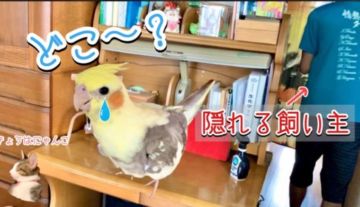 【ドッキリ】飼い主がいなくなったときのオカメインコの反応が可愛すぎたwww | Reaction of cockatiels when their owners are gone