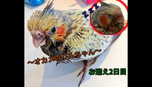 オカメインコ（パール）お迎え2日目～りんちゃん～