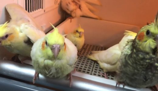 オカメインコ保温機から