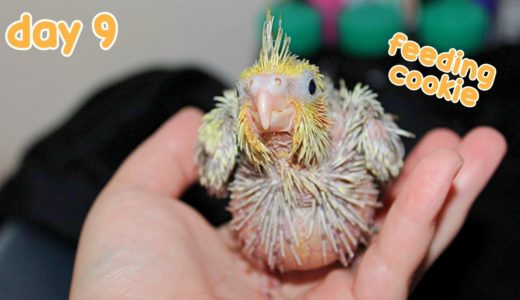 🍼 A Day in the Life of a Baby Cockatiel: Hand Feeding Baby Cockatiel: Day 9 🐤