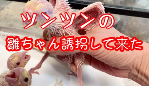 [オカメインコ］　ツンツンの雛ちゃん誘拐しました＃オカインコ＃オカメインコ雛＃Cocktail