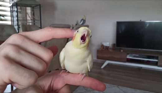 How to make a cockatiel happy