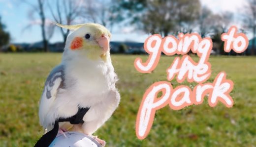 My Cockatiel Goes to the Park