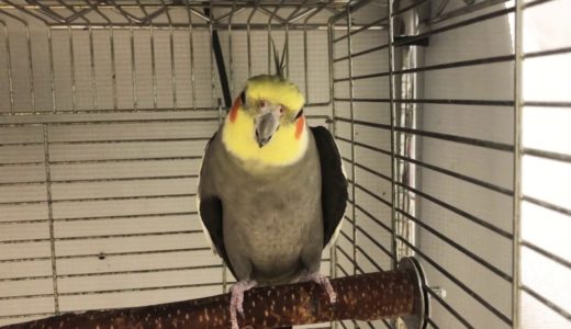 突然始まって突然終わるオカメインコのアピールショー