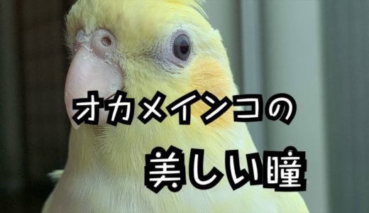 [4k］オカメインコの美しい瞳＃オカメインコ＃オカメインコの目＃珍しい目の色