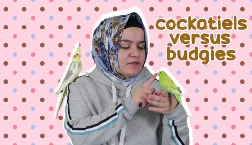 Cockatiel vs Budgie: Which Is the Better Pet? 💡