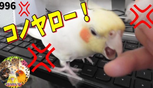 すぐキレるオカメインコ・エマ【EMMA】｜面白い可愛い多頭飼い動物ユーチューバーvlog動画996 Cockatiel