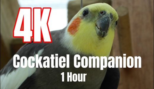 4K Cockatiel Companion 1 hour of Bird Sounds
