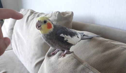 Charlie the Talking Cockatiel Moments!