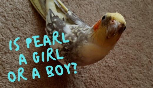 Is Pearl Actually A Girl or A Boy? | Cockatiel Gender