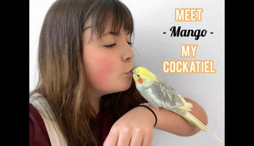 Meet My Cockatiel Mango!