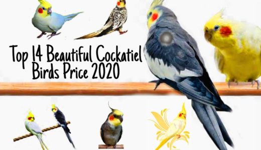 Top 14 Beautiful Cockatiel Bird Price 2020