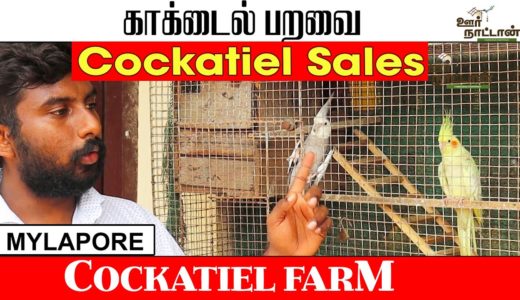 Cockatiel Bird Sales | Breeding | காக்டைல் பறவை  வளர்ப்பு முறை | Oor Naattan