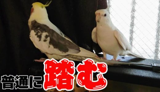 ひたすら歌いながら尻尾踏み続けるｗオカメインコのむぎとおもち