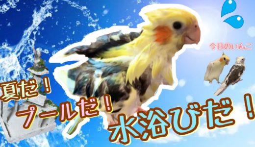【水浴び】オカメインコに手作りプールを作ってあげたら、びしょ濡れに？！ I made a pool for cockatiels and got soaked