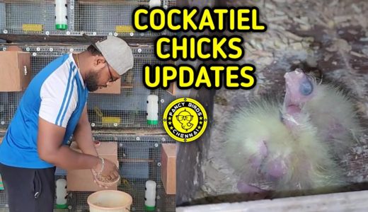 My Cockatiel Chicks Updates | தமிழில் | Fancy Birds Chennai