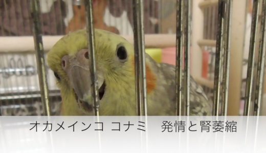 オカメインコのコナミ　また発情と腎臓のいしゅくと日常のようす