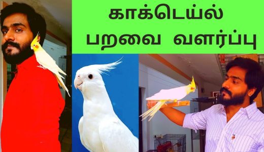 காக்டெய்ல்  பறவை வளர்ப்பு –  ஒரு அழகிய செல்லப்பிராணி | COCKATIEL BIRD – ALL ABOUT THEM | TAMIL