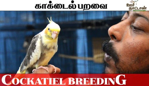 Cockatiel Bird Breeding | காக்டைல் பறவை வளர்ப்பு முறை | Oor Naattan