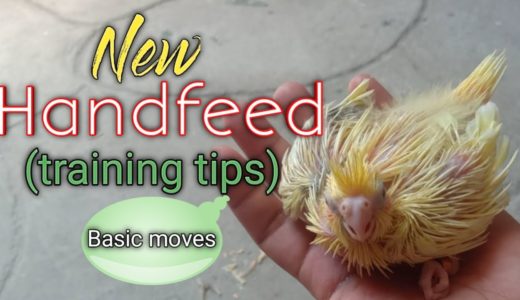 Handfeed cockatiel bird (Basic tips)