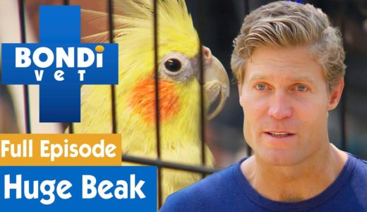 🐦 Extremely Long Beak On Cockatiel Keeps Growing Back! | FULL EPISODE | S08E08 | Bondi Vet