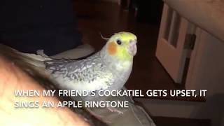 Cockatiel Sings iPhone Ringtone
