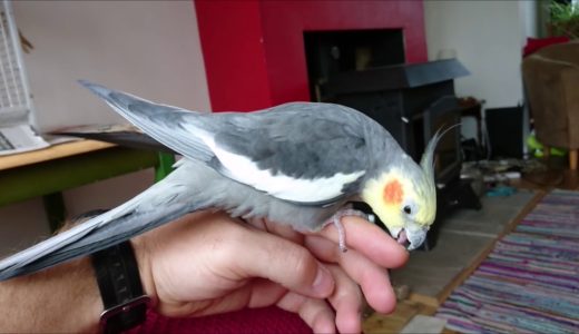 My Cockatiel Wants To Mate With My Hand