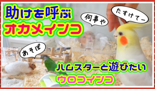 ハムスターの水槽に入ってしまって助けを呼ぶオカメインコwハムスターと遊びたいウロコインコw