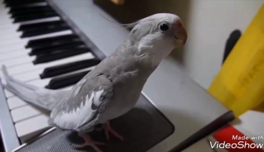 cockatiel Poko singing Totoro  |  1 hour