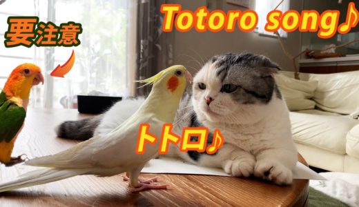 猫にトトロを歌うオカメインコ Cockatiel singing Totoro-song to cat.【マンチカン】【オカメインコ】【シロハラインコ】