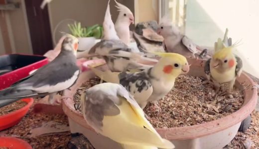 [オカメインコ]  秋雛　目が開きましたよ