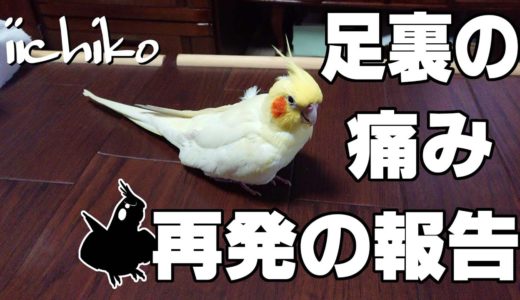 足裏の痛みが再発しました(24歳オカメインコ)