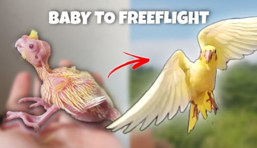 BABY TO FREE FLIGHT COCKATIEL (KIRO)