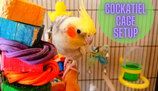 Cockatiel Cage Tour | Pearl’s Cage Setup