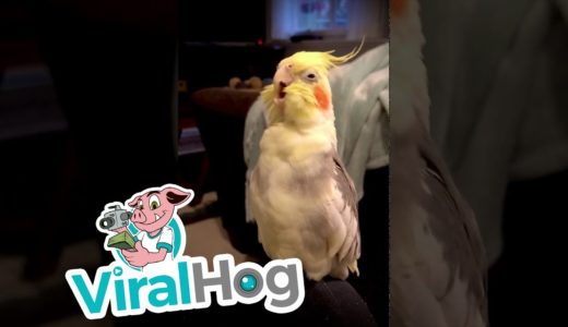 Opera Singing Cockatiel || ViralHog