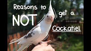 Reasons To Not Get A Cockatiel || Meet The Boys
