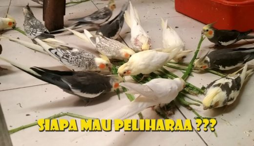 SERUNYA PELIHARA BURUNG PARKIT AUSTRALIA/FALK/COCKATIEL