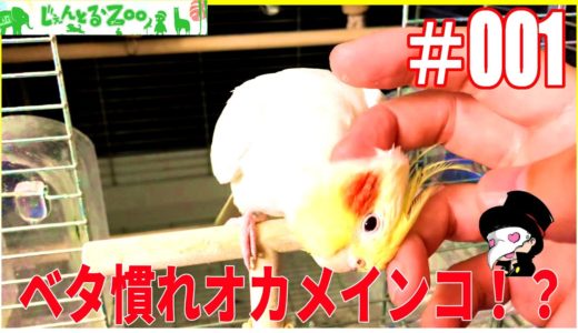 【オカメインコ】ベタ慣れ…！？オカメインコの将軍！　＃１