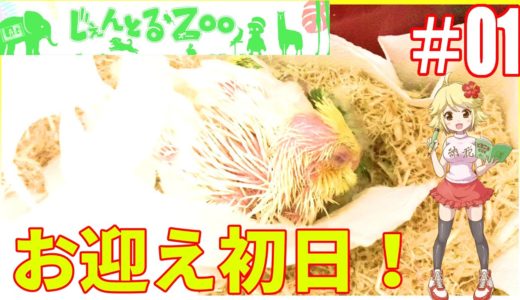 オカメインコとコザクラインコのお迎え初日【ASMR】