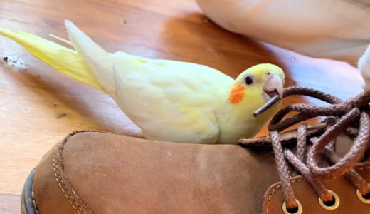 靴紐が大好きなオカメインコ