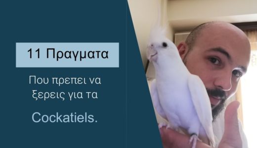 11 Πράγματα που πρέπει να ξέρεις για τα cockatiel.