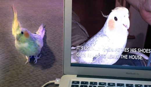 Lucky the iPhone singing cockatiel is OVER it!